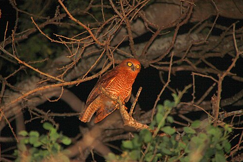 Christmas Island Hawk-Owl reference