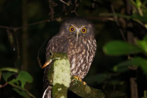 Morepork reference