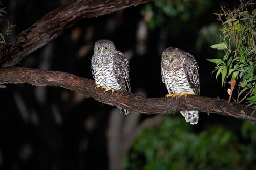 Powerful Owl reference