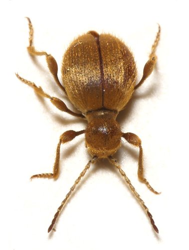 Golden Spider Beetle reference