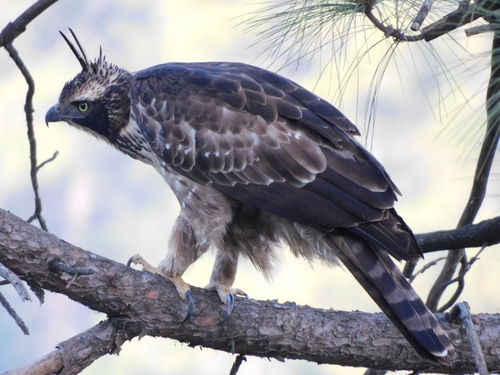 Mountain Hawk-Eagle reference