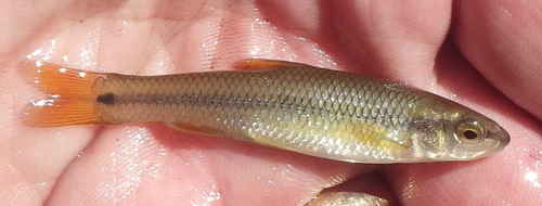 Hornyhead Chub reference