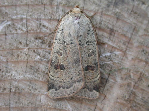 Lesser Yellow Underwing reference