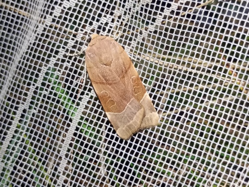 Broad-bordered Yellow Underwing reference