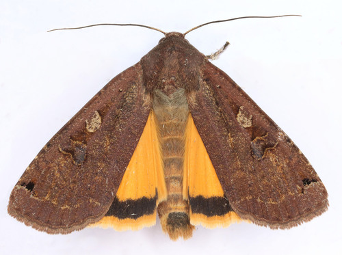 Large Yellow Underwing reference