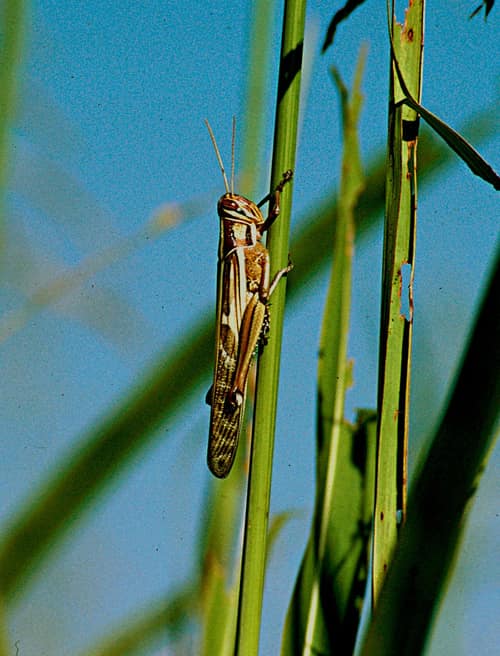 Red Locust reference