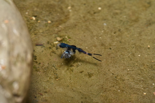 Man-of-War Fish reference