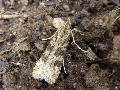 Rush Veneer Moth reference
