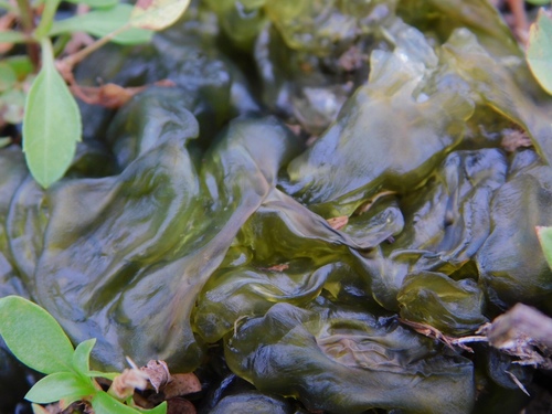 Nostoc Commune reference