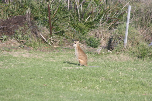 Agile Wallaby reference