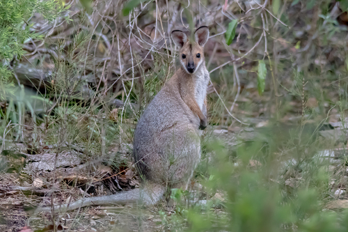 Red-necked Wallaby reference