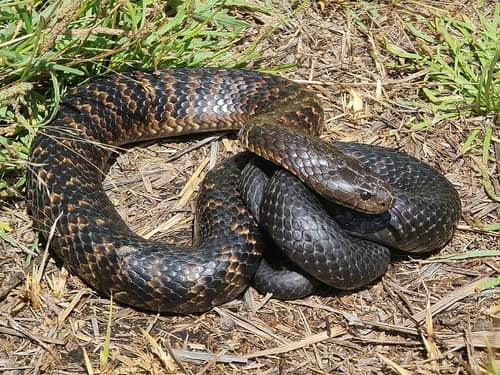Tiger Snake reference