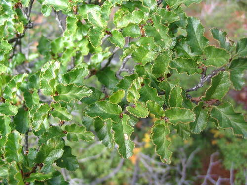 Nire Beech reference