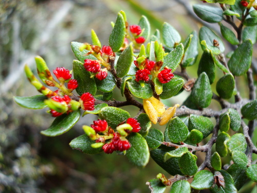 Mountain Beech reference