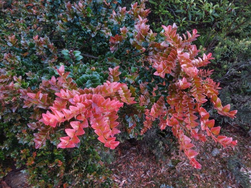 Myrtle Beech reference