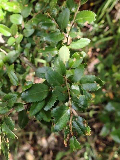 Dombey's Beech reference