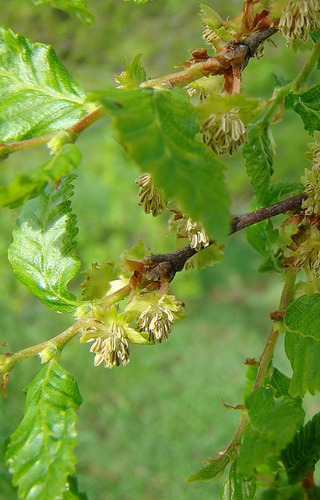 Roble Beech reference