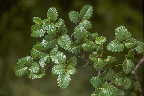 Lenga Beech reference