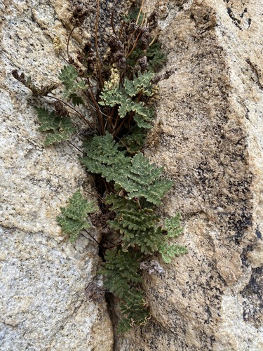 California Cloak Fern reference