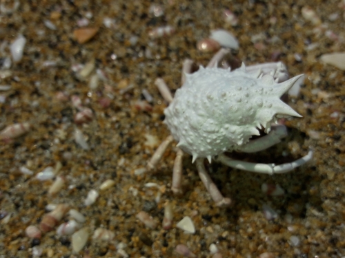 Rough Decorator Crab reference
