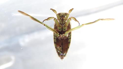 Backswimmer reference