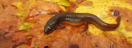 Striped Newt reference