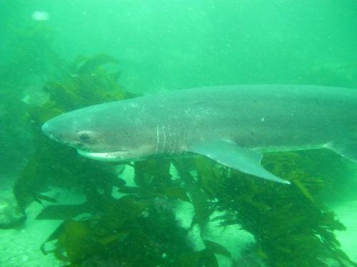 Broadnose Sevengill Shark reference