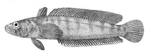 Marbled Rockcod reference