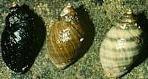 Emarginate Dogwhelk reference