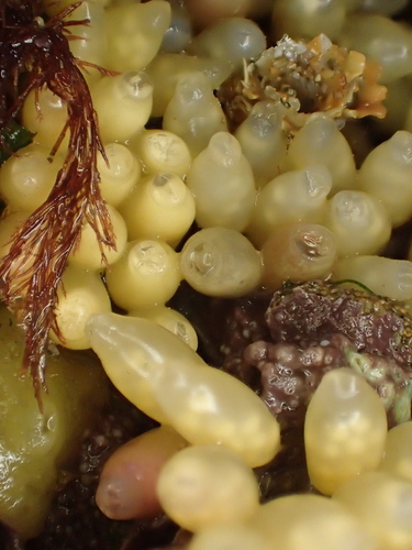 Dog Whelk reference