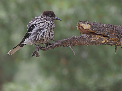 Large-Spotted Nutcracker reference