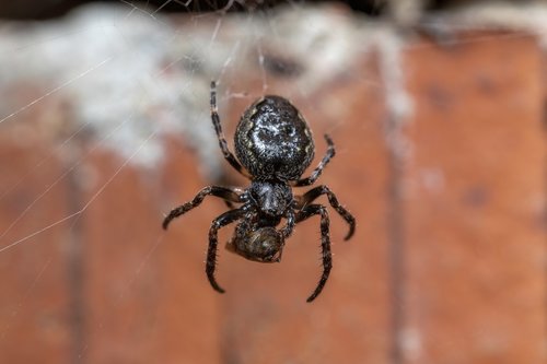 Walnut Orb Weaver reference