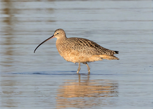 Long-billed Curlew reference