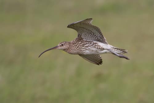 Eurasian Curlew reference