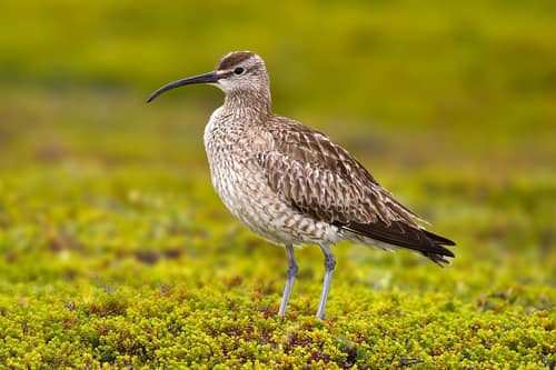 Whimbrel reference