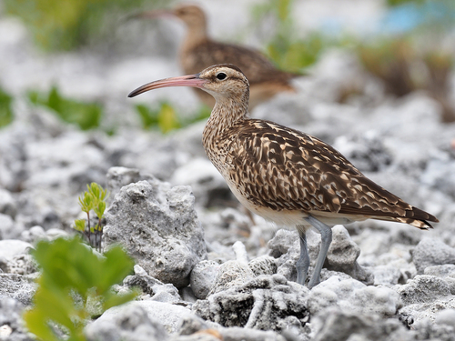 Bristle-thighed Curlew reference