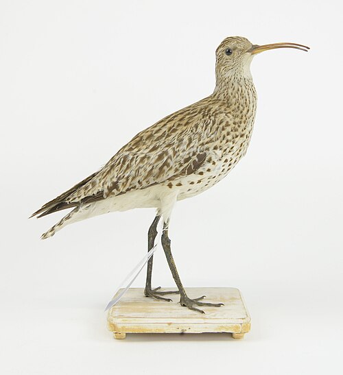 Slender-billed Curlew reference
