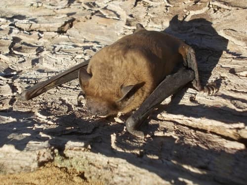 Common Noctule reference