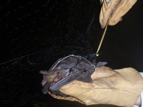 Large Slit-faced Bat reference