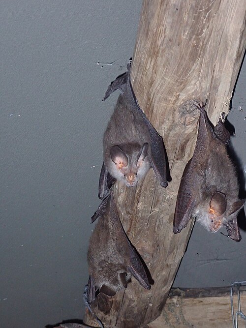 Hairy Slit-faced Bat reference