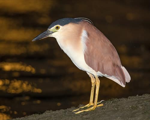 Nankeen Night Heron reference