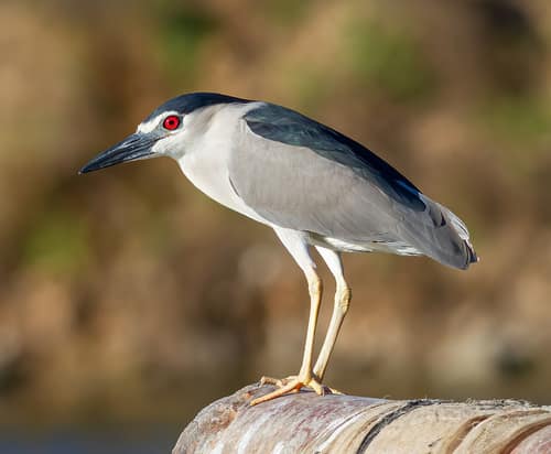 Black-crowned Night-Heron reference