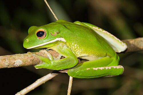 White-lipped Tree Frog reference