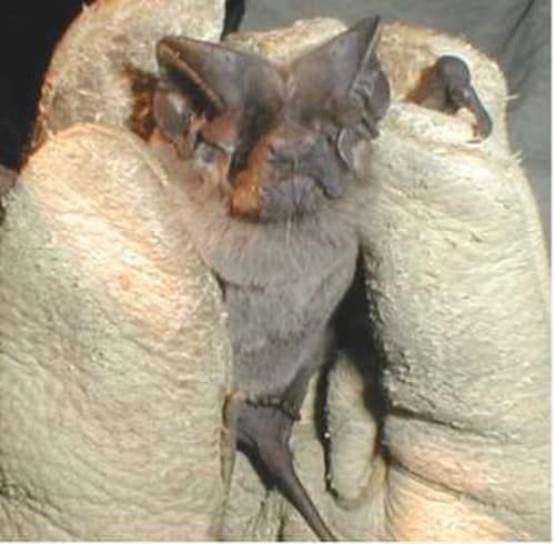 Pocketed Free-tailed Bat reference