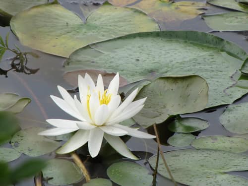 American White Water Lily reference