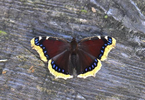 Mourning Cloak reference