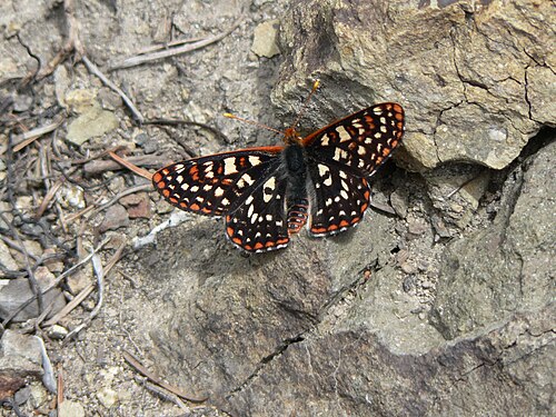 Variable Checkerspot reference