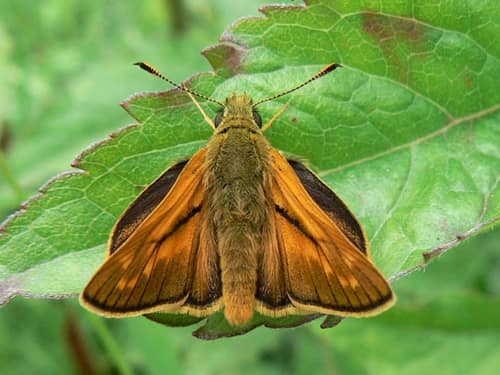 Large Skipper reference