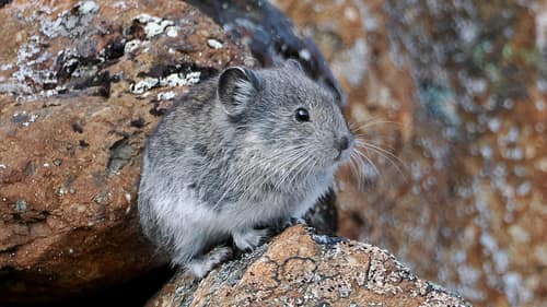 Collared Pika reference