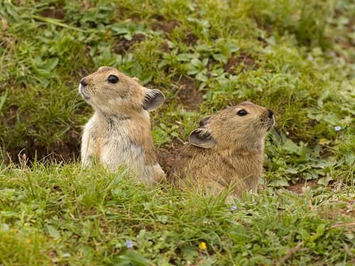 Plateau Pika reference